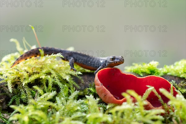 Alpine newt