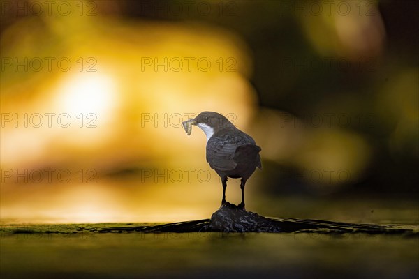 White-breasted dipper