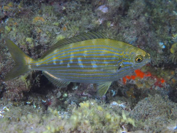 Salema porgy