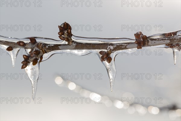 Winter buds on a cherry tree covered with ice after freezing rain