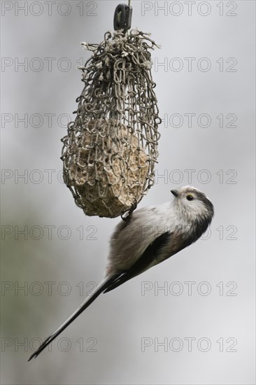 Long-tailed tit