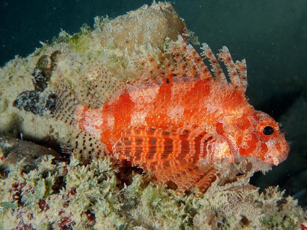 Red Sea Dwarf Lionfish