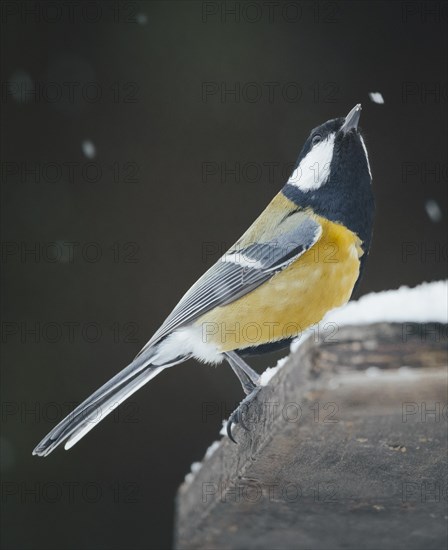 Great tit