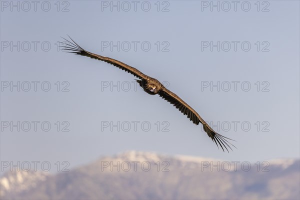 Cinereous vulture