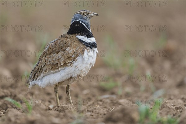 Little Bustard