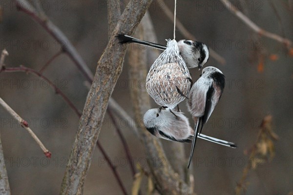 Long-tailed Tit