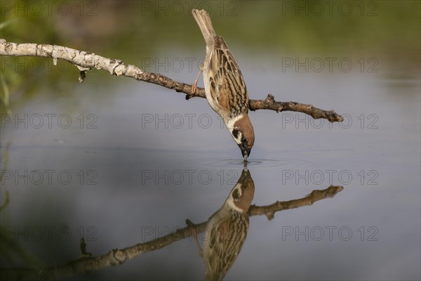 Eurasian tree sparrow