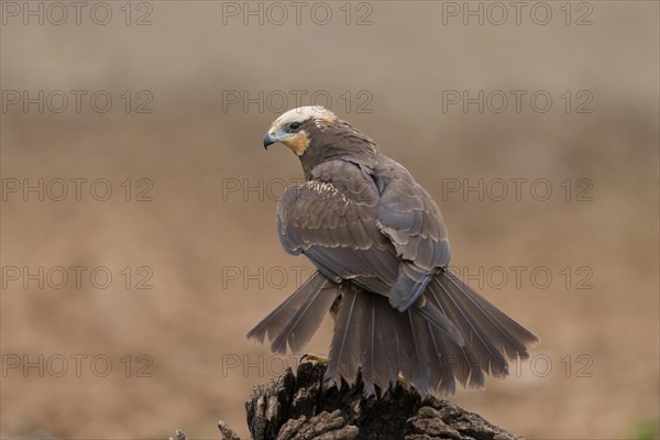 Western marsh-harrier