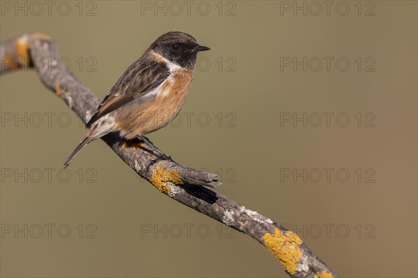 Common european stonechat