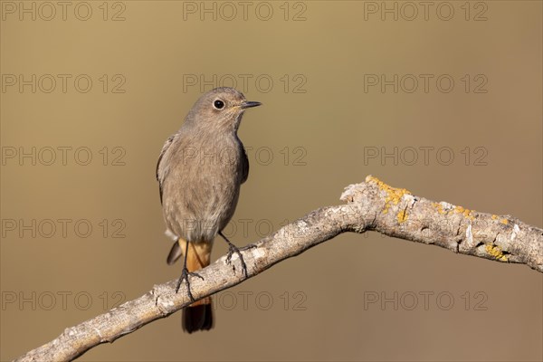 Black Redstart