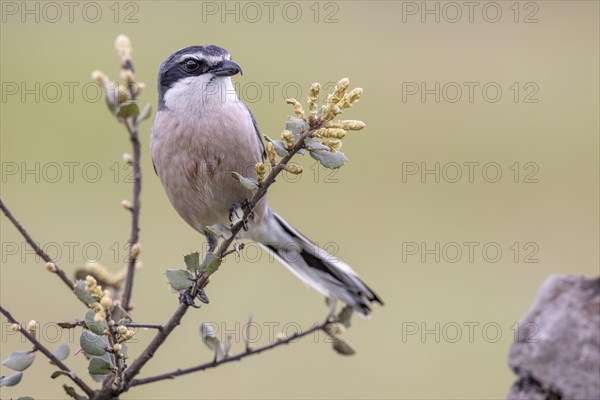 Southern grey shrike