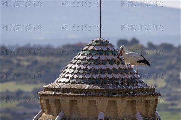 White stork