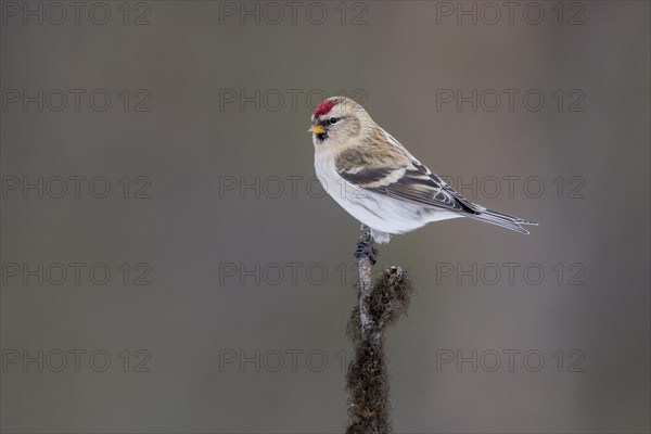 Arctic Redpoll