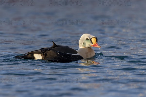 King eider