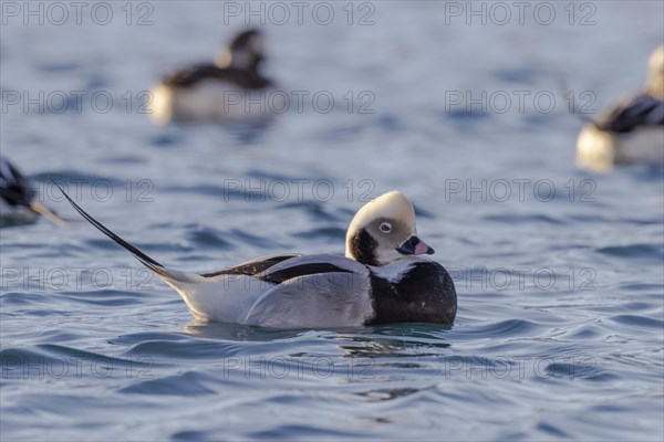 Long-tailed duck