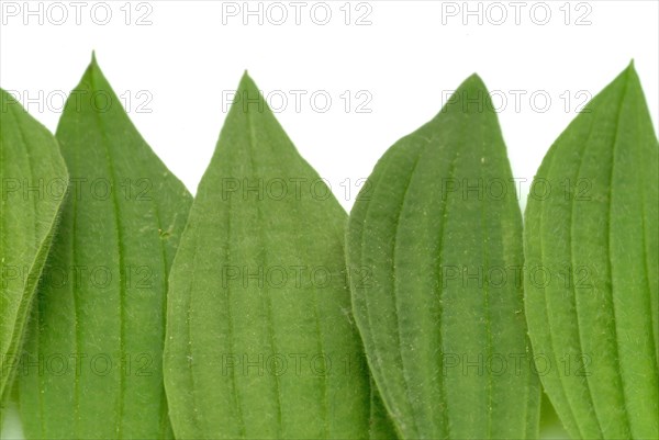 Medicinal plantain