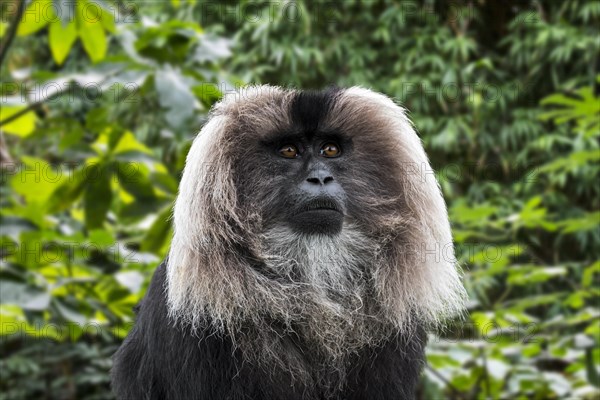 Lion-tailed macaque