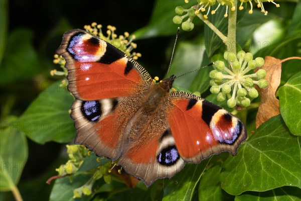 Peacock butterfly with open wings sitting on green ivy fruits seen right
