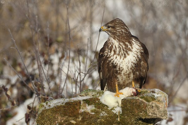 Steppe buzzard