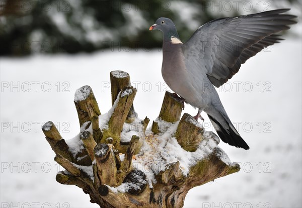 Common wood pigeon