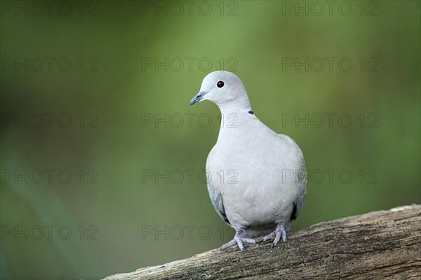 Eurasian collared dove