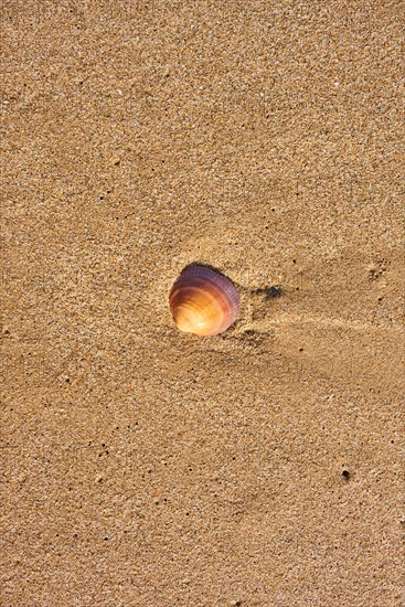 Calm Shell lying in the sand on a beach