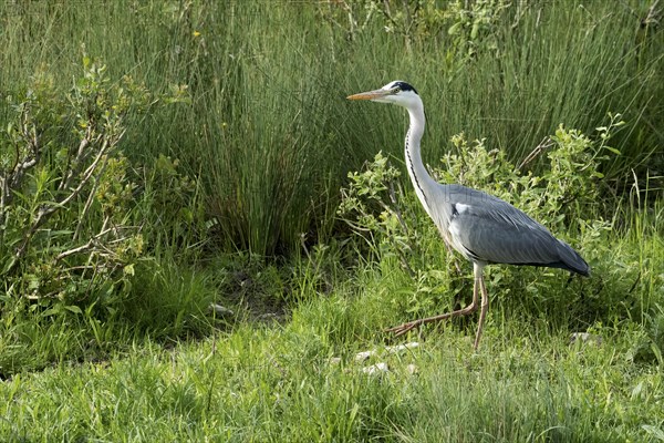 Grey heron