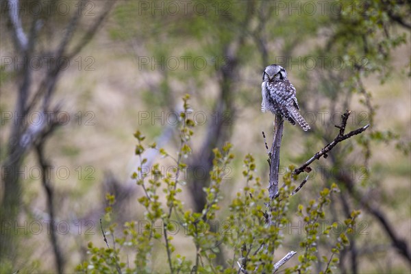 Northern hawk owl