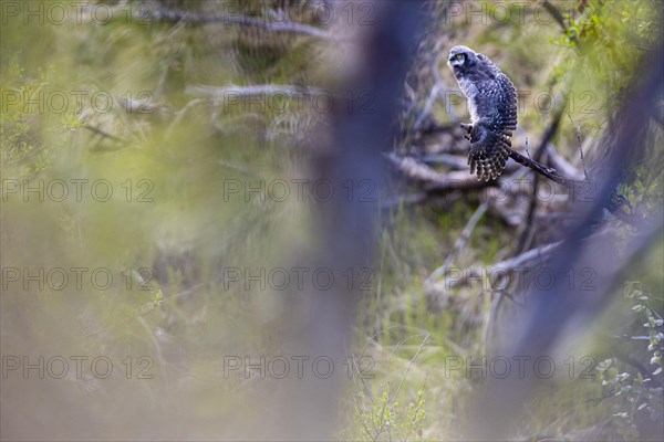 Northern hawk owl