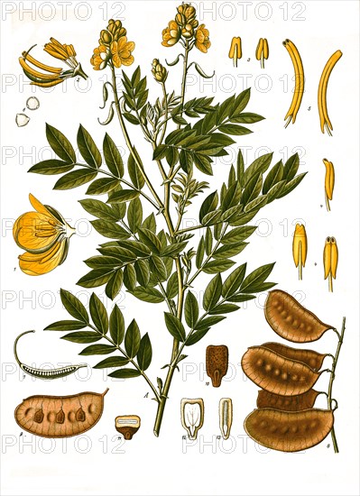 Medicinal plant