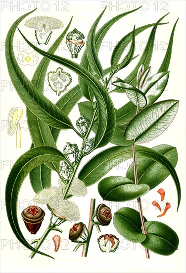 Medicinal Plant