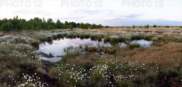 Hare's-tail cottongrass