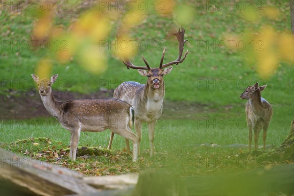 European fallow deer