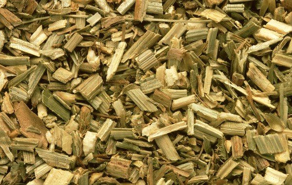 Medicinal herbs dried chicory