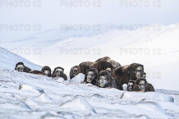 Musk oxes