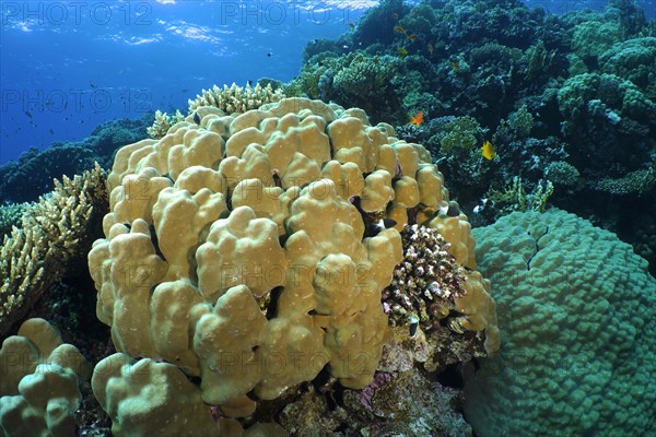 Solid pore coral