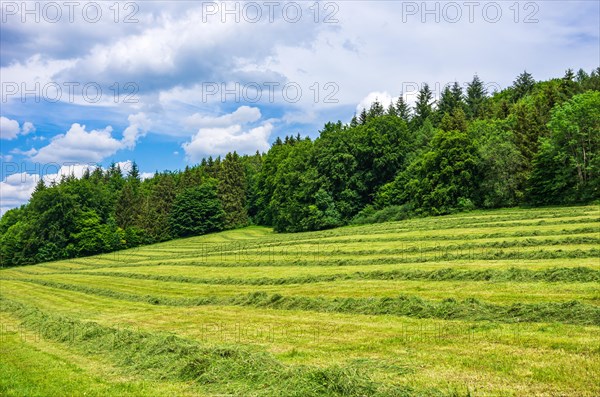 Freshly mown meadow with forest edge