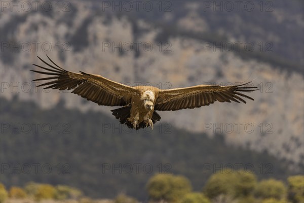 Griffon vulture