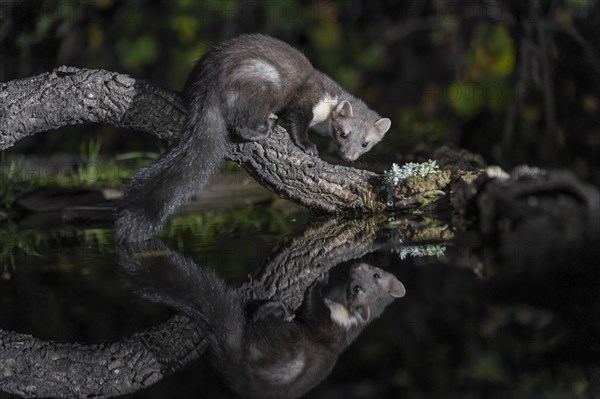 Beech marten