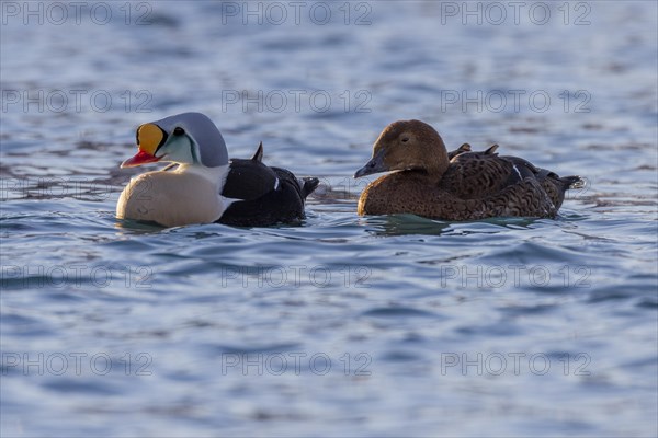 King Eider