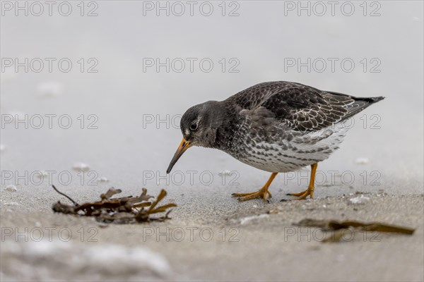 Purple Sandpiper