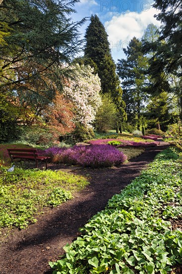 Walk through flowering heather garden