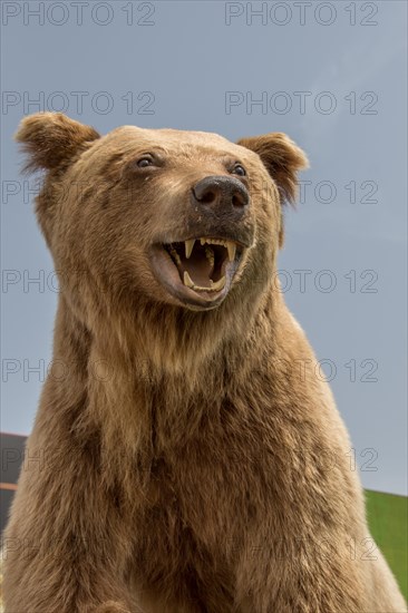 Head of a stuffed big brown bear as wild animal