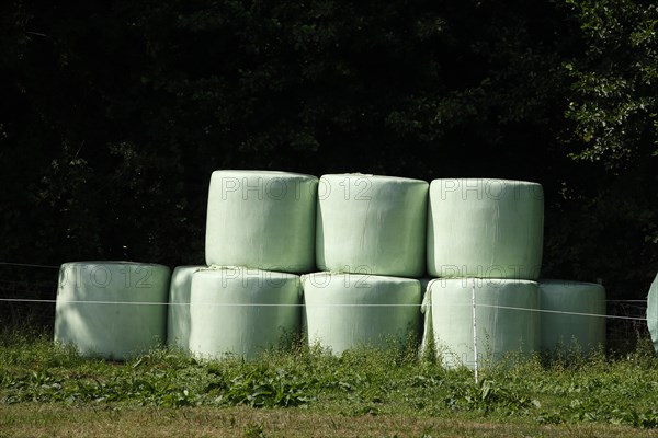 Grass silage packed with green plastic sheeting