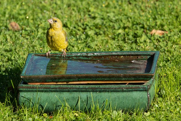 Greenfinch standing on table with water in green grass looking from front left