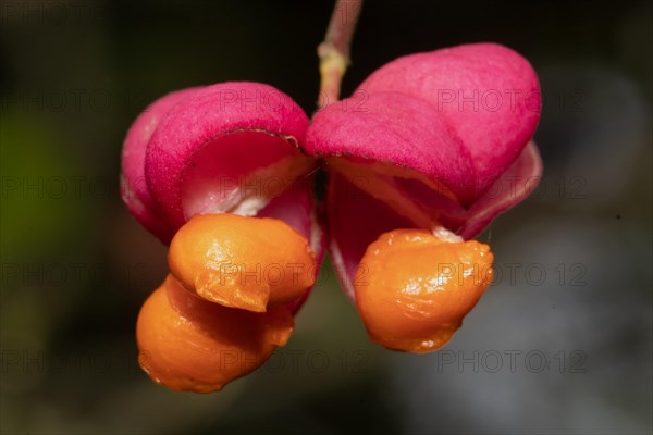 Spindle tree red open flower with two orange fruit capsules