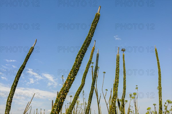 Madagascar spiny forests