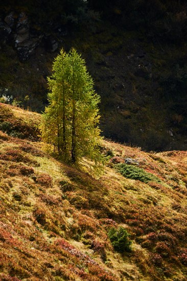 European larch