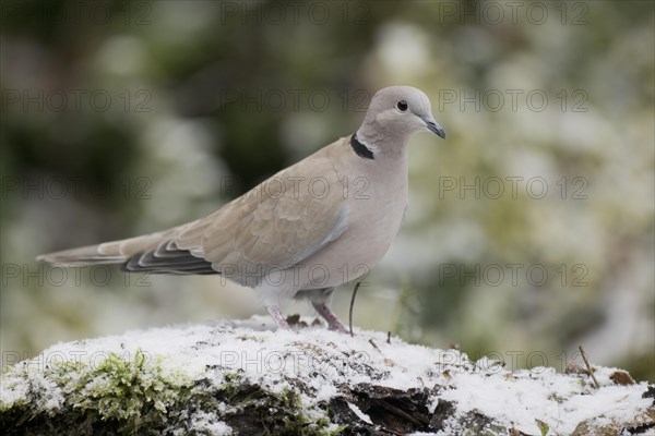 Eurasian Collared Dove