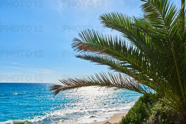 Canary Island date palm